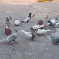 کبوتر رنگی دورگ همه رنگ