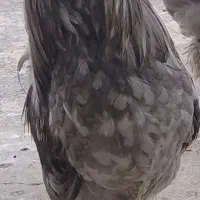 تخم مرغ گلین
