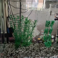 آکواریوم|ماهی|لار, |دیوار