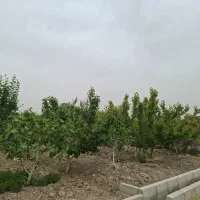 420-متر-باغ-مستمر-با-بهر-خوب-1800