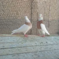 کفتر پرشتی|پرنده|نهاوند, |دیوار