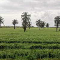 مراقبت از زوج سالمند