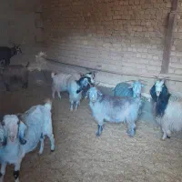 گوسفند