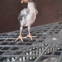 جوجه لاری ترک وافغان