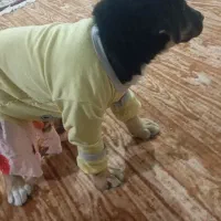 سگ کوچک تیز وباحال|سگ|نیشابور, شهرکهنه|دیوار