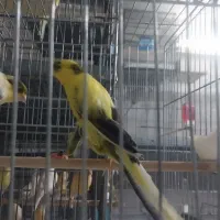 قناری رسمی بلند آماده|پرنده|کرج, استاندارد|دیوار