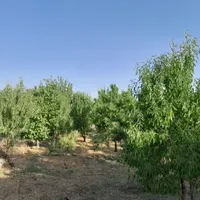 باغ میوه  400متری زیبا در پل زمان خان|فروش زمین و ملک کلنگی|شاهین‌شهر, گرگاب|دیوار