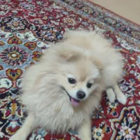 سگ پامیرین عروسکی|سگ|بندرعباس, |دیوار