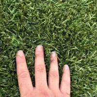 چمن کارکرده