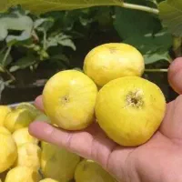 انجیر امسالی مخصوص مربا