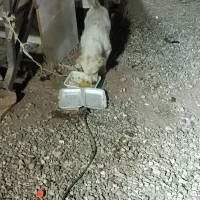 سگ گمشده