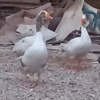 ۴ عدد غاز نر