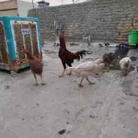 مرغ و خروس لاری|حیوانات مزرعه|بهارستان, |دیوار