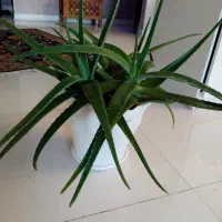 گل آلوورا طبیعی قیمت 500 هزار|گل مصنوعی|مشهد, الهیه|دیوار