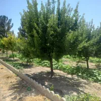 باغ-واقع-در-مجتمع-باغات-یاس