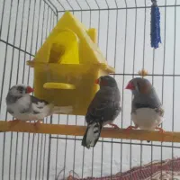 فنج سفید وطوسی سفید