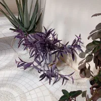 گل فروشی|گل و گیاه طبیعی|ایلام, |دیوار