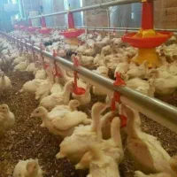 جوجه بوقلمون بیوتی۶فوق سنگین