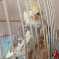 عروس هلندی