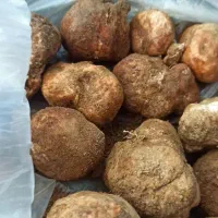 دنبلان تازه