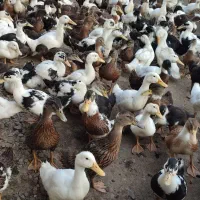 اردک نیمچه پکنی