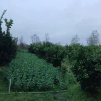 ۱۰۰۰ متر با (۳۰۰متر )بنای دوبلکس (سند تک برگ)|فروش خانه و ویلا|کلاچای, |دیوار