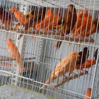 قناری|پرنده|یزد, |دیوار