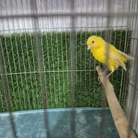 قناری نر بسیار زیبا|پرنده|اندیشه, اندیشه فاز ۱|دیوار