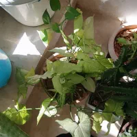 فروش گل|گل و گیاه طبیعی|لردگان, |دیوار