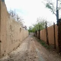 باغ انگور در تیران