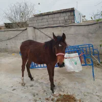 اسب نره مادیان خالص