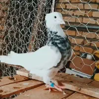 چند عدد طوق سرور عتیقه|پرنده|درودزن, |دیوار