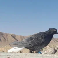 کبوتررنگی|پرنده|آباده, |دیوار