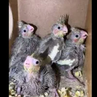 فروش ۴عدد جوجه عروس سینامون بشرط سالم