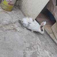 خرگوش ماده سالم سرحال|موش و خرگوش|تربت جام, مطهری|دیوار