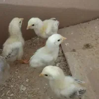 فروش جوجه لاری