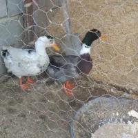 دوتا نر هستن|حیوانات مزرعه|لیلان, |دیوار