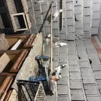 طوقی خالدار