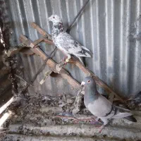 بهبهانی طوقی وشهری قهوه ای وسرور|پرنده|شیراز, اکبر آباد|دیوار