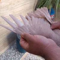 نروماده زرد دوکاکله|پرنده|شیراز, ده پیاله|دیوار