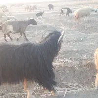 پازن ترکی فروشی|حیوانات مزرعه|شیراز, احمدآباد|دیوار