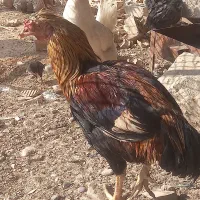 دومرغ جوا ن و خروس