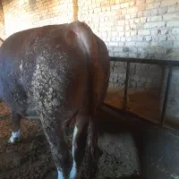 فروش ۳راس گوساله سوپرچاق|حیوانات مزرعه|بستان آباد, |دیوار