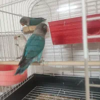 برزیلی ابی سبز رنگ خاص