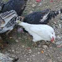 فروش بوقلمون نر ۶ماهه و خروس لاری