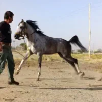 اسب کورددمگیریورقه