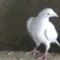 کبوترپرشی سالم وسلامت