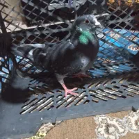 کفتر گوک نر