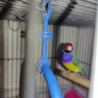 جفت گلدین مولد ونر تک