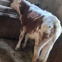 گاو گوساله
